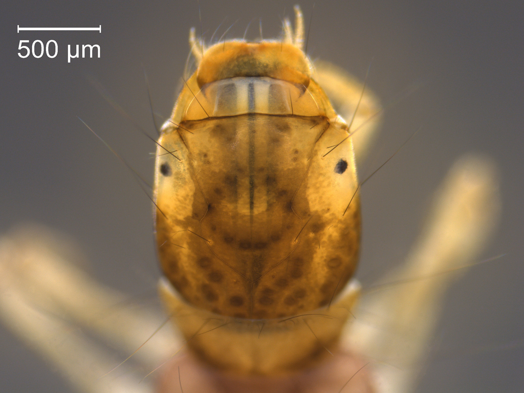 Plectrocnemia conspersa